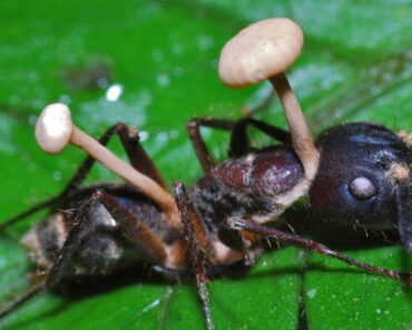 "Faran i Cordyceps: Djupdykning i Parasitens Fascinerande Värld"