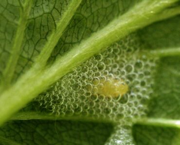 SPOTTSTRITAR: Fascinerande Insekter Som Skapar Skumskulpturer