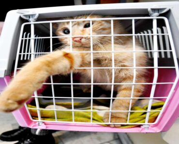 10 Tips för Att Resa med Katt