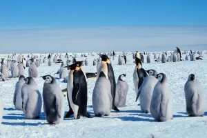 fakta om polarområdena djur -HUR SKILJER SIG ARKTIS FRÅN ANTARKTIS