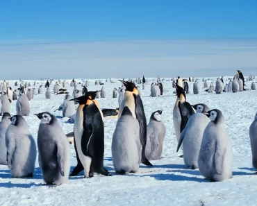 fakta om polarområdena djur -HUR SKILJER SIG ARKTIS FRÅN ANTARKTIS