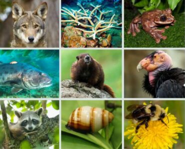 fakta om Hotade djur och växter -djurarter som är utrotas