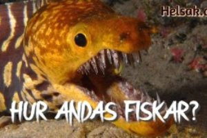 HUR ANDAS FISKAR? VAR LÄGGER FISKARNA ÄGGEN?