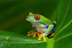 10 Fakta om groddjur Grodor - paddor - vattenödlor och salamandrar
