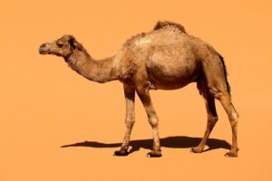 fakta om Dromedar-Dromedaren är en kamel med en puckel