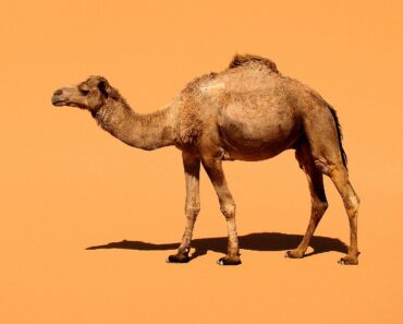 fakta om Dromedar-Dromedaren är en kamel med en puckel