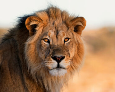 5 fakta om lejon -Afrikanskt lejon-savannens härskare