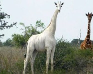 Bra fakta om Giraffen -Giraffen i Afrika