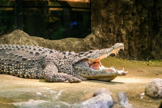Crocodiles Krokodiler-7 fakta om Krokodil