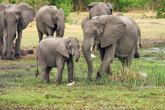 Afrikansk elefant-fakta om elefant