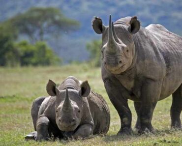 6 fakta om noshörningar i Afrika -svart noshörning
