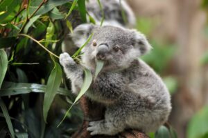 7 fakta om Koala-Koalan är ett pungdjur