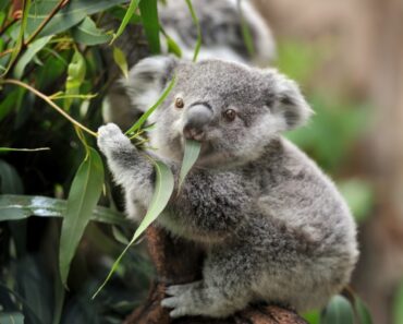 7 fakta om Koala-Koalan är ett pungdjur