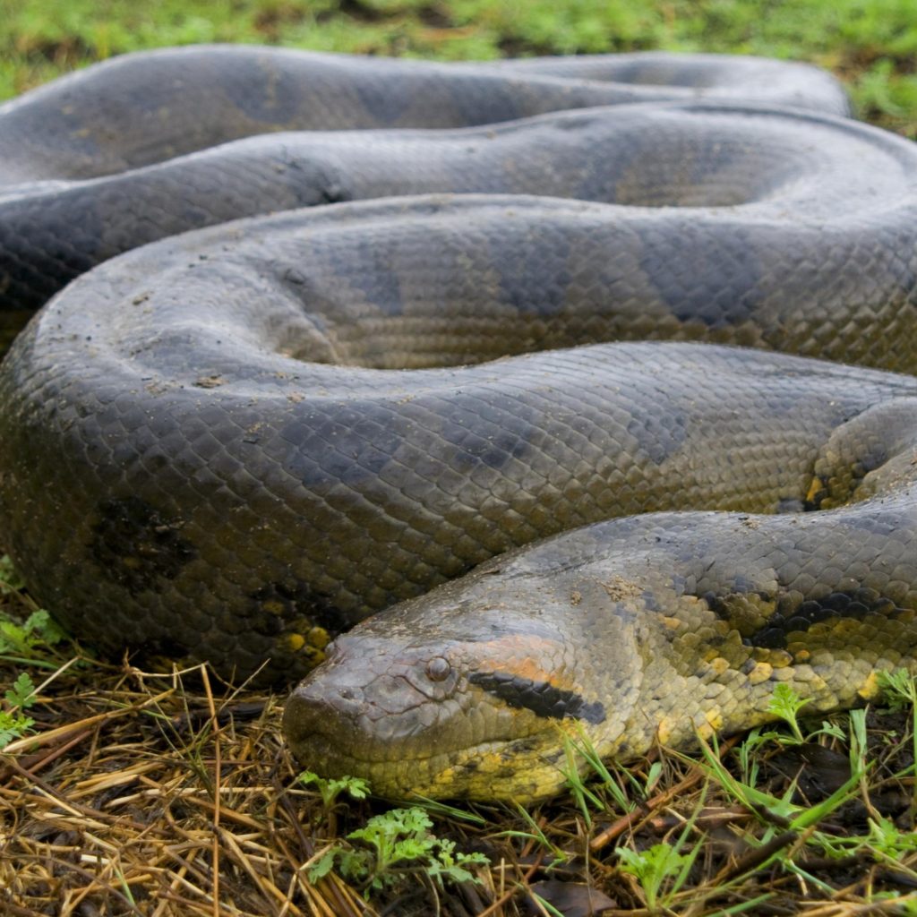 Bra fakta om AnakondaAnakonda största orm sak