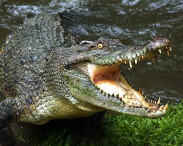 7 fakta om Krokodil -Krokodiler är de största och äldsta kräldjur