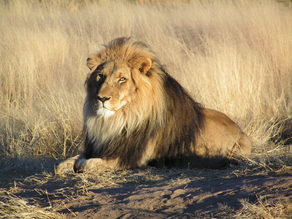 Afrikanskt lejon-savannens härskare-fakta om lejon