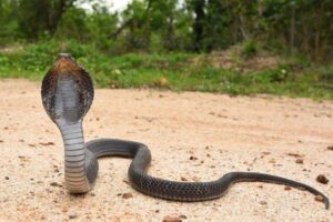 5 Fakta om Glasögonorm-Fakta om Indisk kobra