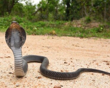 5 Fakta om Glasögonorm-Fakta om Indisk kobra