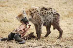 6 Fakta om hyenan - Lions VS Hyenor