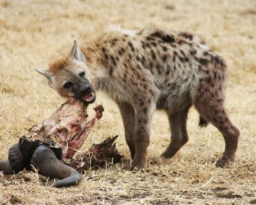 6 Fakta om hyenan - Lions VS Hyenor