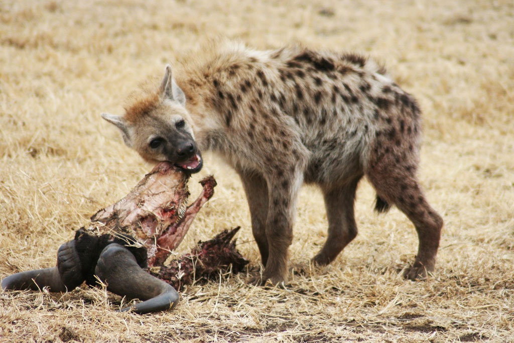  Hyena-Fläckig hyena-fakta om hyena