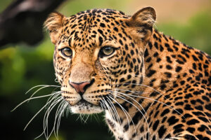 Leopard-5 fakta om Leopard