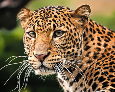 Leopard-5 fakta om Leopard