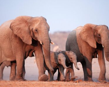 Fakta om Elefanten är jordens största djur