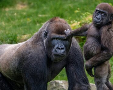 Bra fakta om Gorilla - Gorillor i Afrika