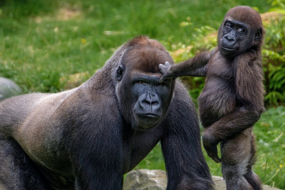 fakta om Gorilla - Gorillor i Afrika