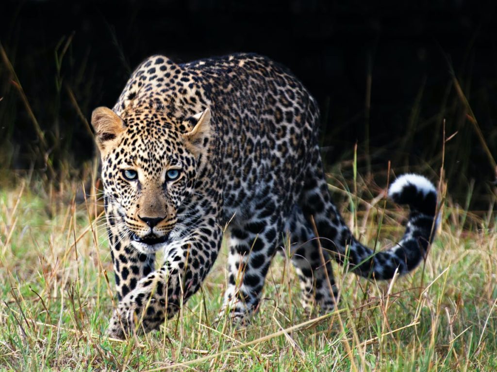 Leopard-5 fakta om Leopard - sak