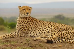 4 Fakta om gepard kattdjur i Afrika