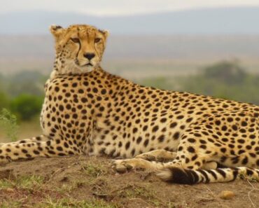 4 Fakta om gepard kattdjur i Afrika
