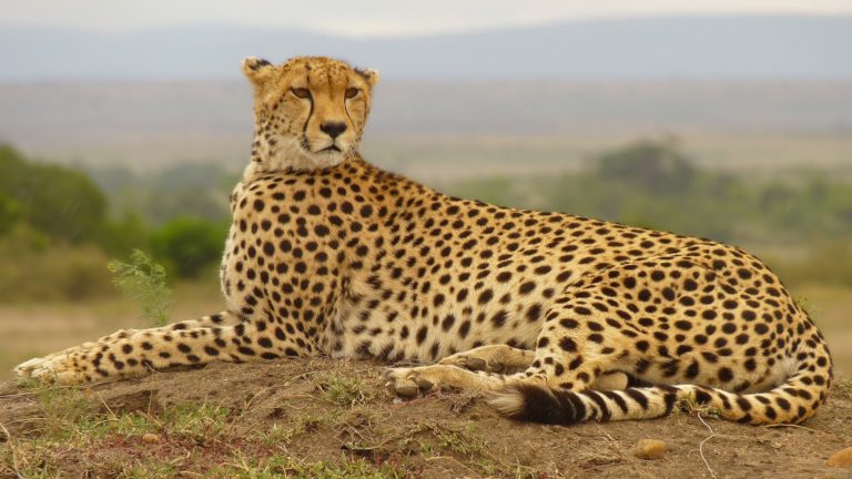 4 Fakta om gepard kattdjur i Afrika 