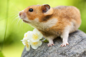 5 bra fakta om guldhamster -hamster kan springa 4 km