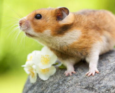 5 bra fakta om guldhamster -hamster kan springa 4 km