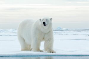 6 fakta om isbjörn Sverige - isbjörn storlek