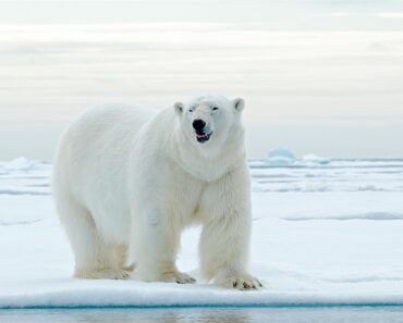 6 fakta om isbjörn Sverige - isbjörn storlek