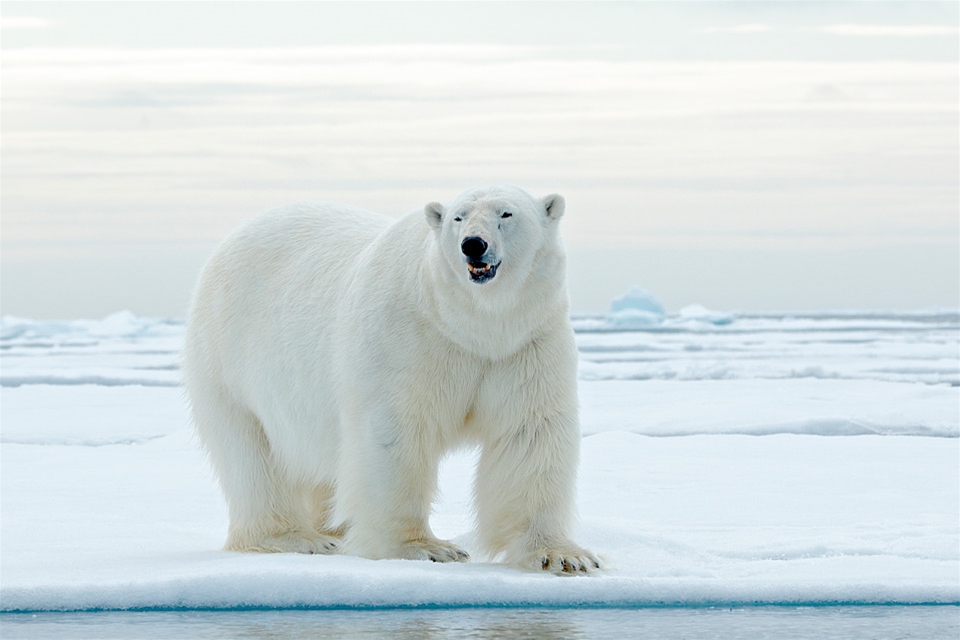 isbjörn sverige-fakta om Isbjörn