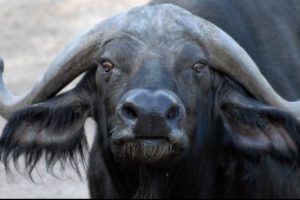 fakta om buffel -Afrikansk buffel