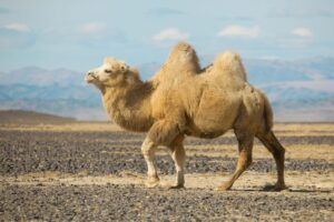 Tvåpucklig kamel i öknar - fakta om Kamel Tvåpucklig