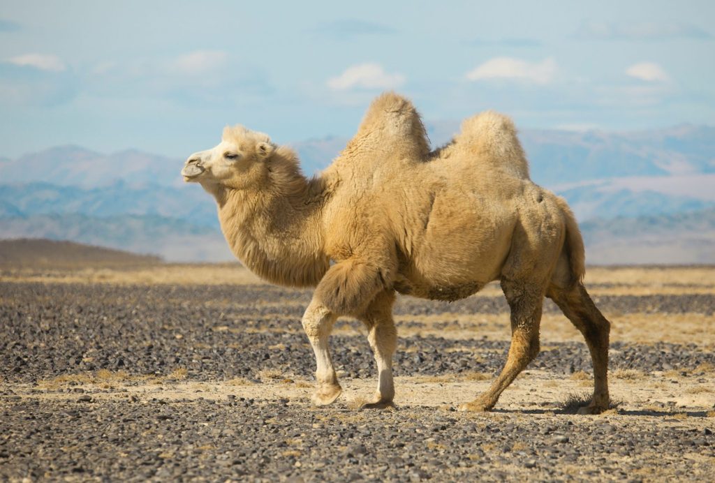 Kamel-Tvåpucklig kamel-fakta om Kamel Tvåpucklig