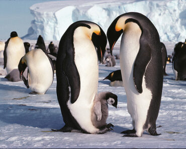 7 Fakta om Pingvin Kejsarpingvin -Pingvin Ungar