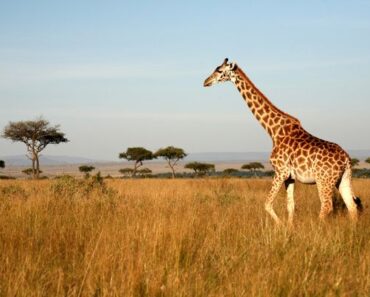 Bra fakta om Giraffen -Giraffer i Afrika