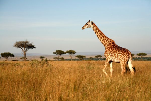 Bra fakta om Giraffen  -Giraffen  i Afrika