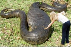 FAKTA Om Anakonda-Anakonda största (tyngsta) orm