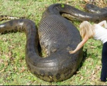 FAKTA Om Anakonda-Anakonda största (tyngsta) orm