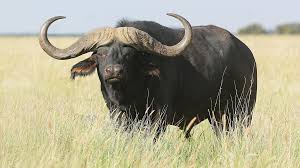 fakta om buffel -Afrikansk buffel