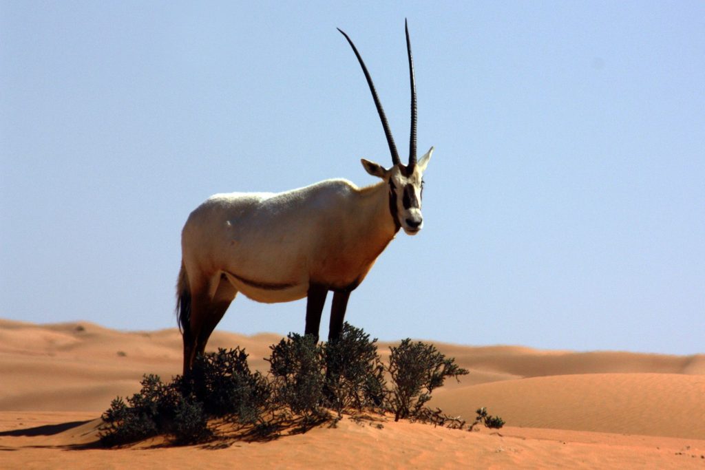 Oryx Arabisk-fakta om Oryx