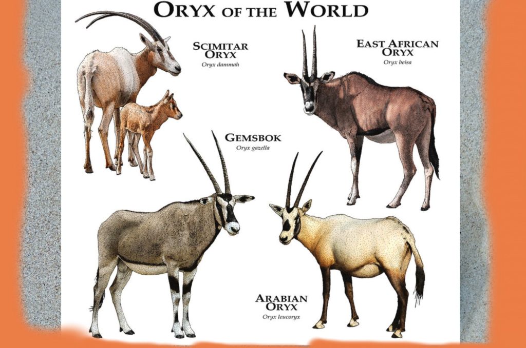 Oryx Arabisk-fakta om Oryx